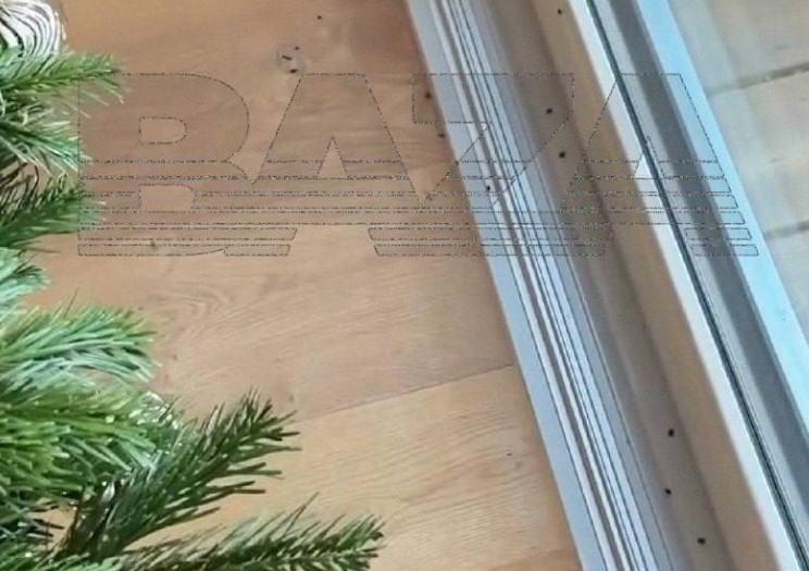 Саратовцев предостерегают об опасности новогодних елочных клещей